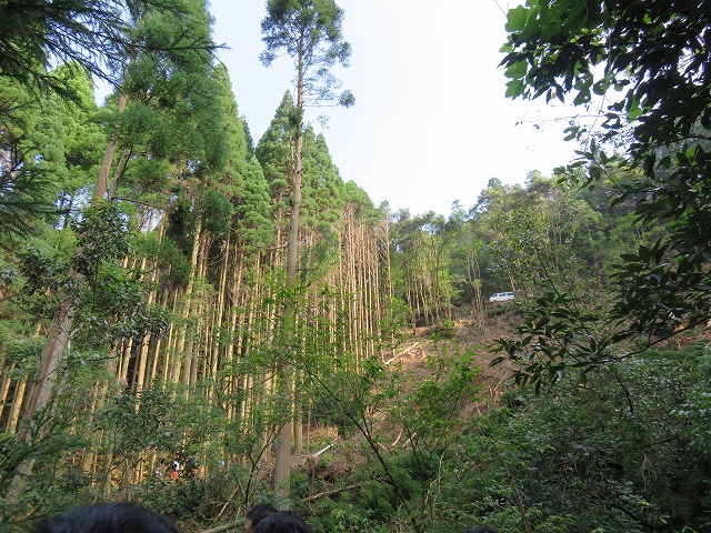 山と木材視察